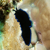 Pseudoceros sapphirinus (Sapphire Flatworm)