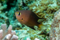 Chromis atripes (Darkfin Chromis)