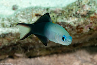 Ptereleotris evides (Twotone Dartfish)