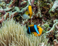 Amphiprion chrysopterus (Orangefin Anemonefish)
