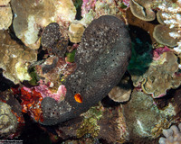 Luffariella sp.1 (Luffariella sp.1)