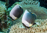 Chaetodon reticulatus (Reticulated Butterflyfish)