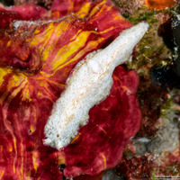 Pseudoceros goslineri (Gosliner's Flatworm)