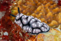 Phyllidiella annulata (Ringed Phyllidella)