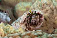 Dardanus lagopodes (Dark Knee Hermit Crab)