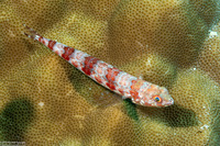 Synodus binotatus (Twospot Lizardfish)