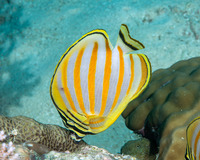 Chaetodon ornatissimus (Ornate Butterflyfish)