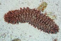 Thelenota ananas (Pineapple Sea Cucumber)