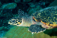 Eretmochelys imbricata (Hawksbill Turtle)