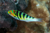 Thalassoma hardwicke (Sixbar Wrasse)