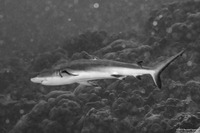 Carcharhinus amblyrhynchos (Gray Reef Shark)