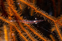 Manipontonia psamathe (Translucent Gorgonian Shrimp)