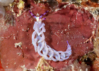 Pteraeolidia semperi (Blue Dragon Nudibranch)