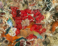 Eusynstyela cf. phiala (Eusynstyela cf. Phiala)