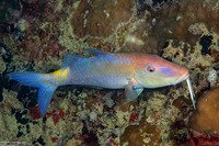 Parupeneus cyclostomus (Goldsaddle Goatfish)