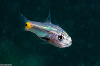 Cheilodipterus quinquelineatus (Fivelined Cardinalfish)