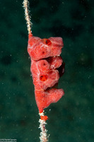 Clathria sp.1 (Vermilion Clathria)