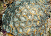 Favites flexuosa (Favites Flexuosa)