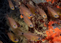 Taeniamia fucata (Orangelined Cardinalfish)