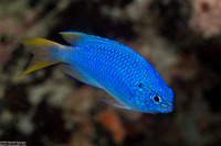 Pomacentrus pavo (Blue Damsel)