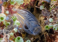 Rhopalaea circula (Rhopalaea Circula)