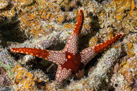 Fromia monilis (Peppermint Sea Star)