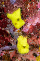Leucetta chagosensis (Lemon Sponge)