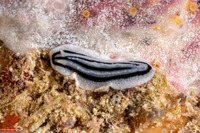 Phyllidiella striata (Striped Phyllidiella)