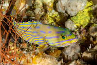 Cephalopholis polleni (Harlequin Grouper)