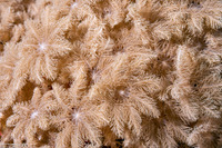 Clavularia sp.1 (Clavularia sp.1)