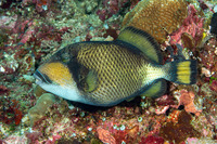 Balistoides viridescens (Titan Triggerfish)
