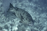 Macolor niger (Black Snapper)