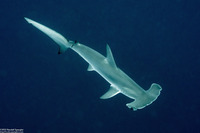 Sphyrna mokarran (Great Hammerhead)