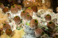 Atriolum robustum (Robust Sea Squirt)