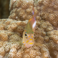 Paracirrhites arcatus (Arc-Eye Hawkfish)