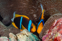 Amphiprion chrysopterus (Orangefin Anemonefish)