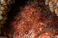 Amphiprion chrysopterus (Orangefin Anemonefish)