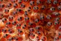 Amphiprion chrysopterus (Orangefin Anemonefish)