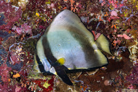 Platax pinnatus (Pinnate Spadefish)