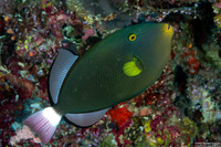 Melichthys vidua (Pinktail Triggerfish)