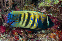Pomacanthus sexstriatus (Six-Banded Angelfish)