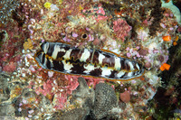 Spondylus varius (Variable Thorny Oyster)