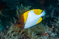 Hemitaurichthys polylepis (Pyramid Butterflyfish)