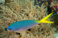 Caesio cuning (Yellowtail Fusilier)
