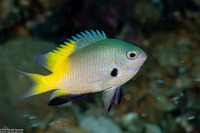 Pomacentrus nigromanus (Goldback Damsel)
