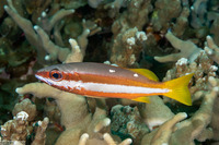 Lutjanus biguttatus (Twospot Snapper)