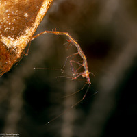 Caprella sp.1 (Skeleton Shrimp)