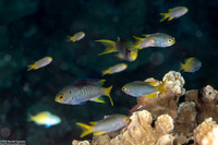 Neopomacentrus nemurus (Coral Demoiselle)