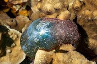 Valonia ventricosa (Sea Grape)