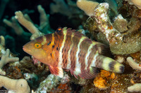 Cheilinus fasciatus (Redbreasted Wrasse)